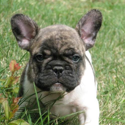 Eleveur : Les Caprices d'Athéna