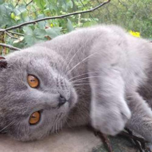 Eleveur : CHATTERIE DE ROBINSON VAL 36