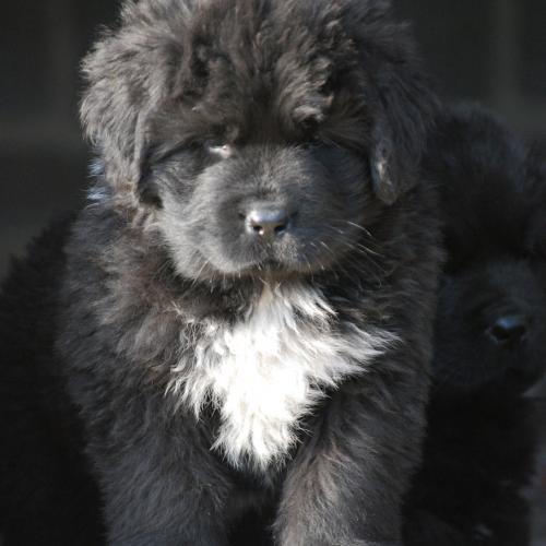 Eleveur : Du Royaume des Grands Vents