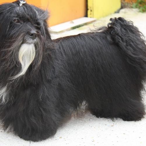 Élevage : bichon havanais