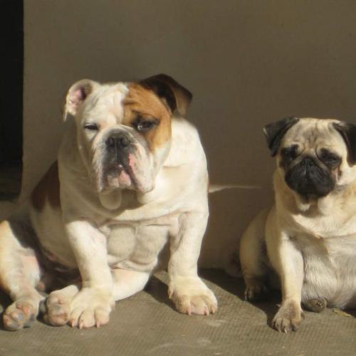 Eleveur : élevage des Pitchoucas de Lacapelette