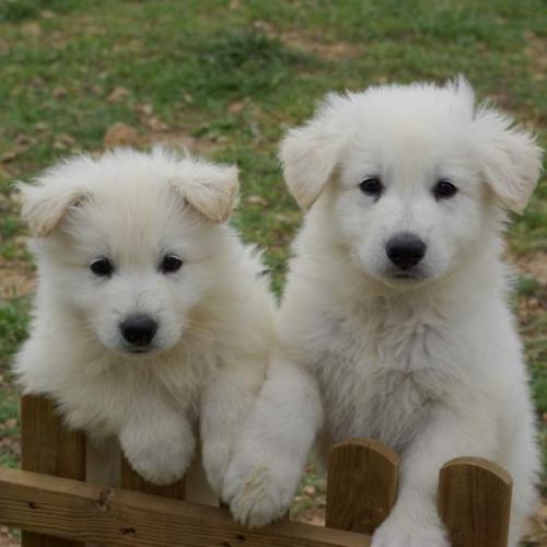 Élevage : berger blanc suisse