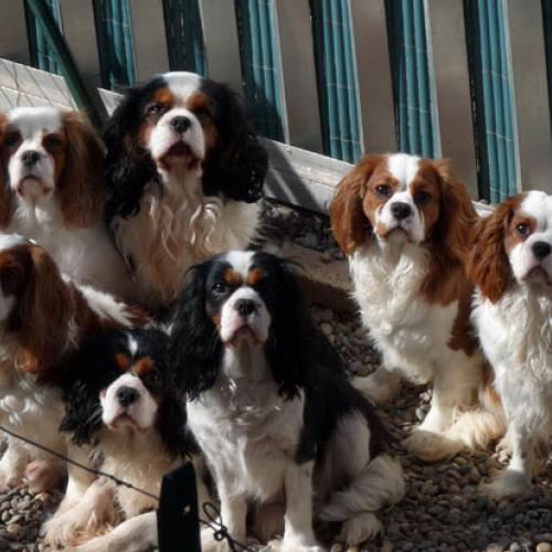 Eleveur : ELEVAGE DE LA VALLEE D'ALINA