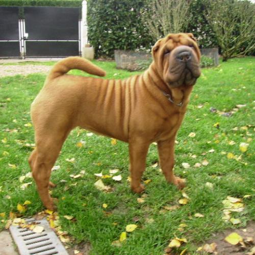Élevage : shar pei