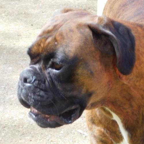 Élevage : boxer