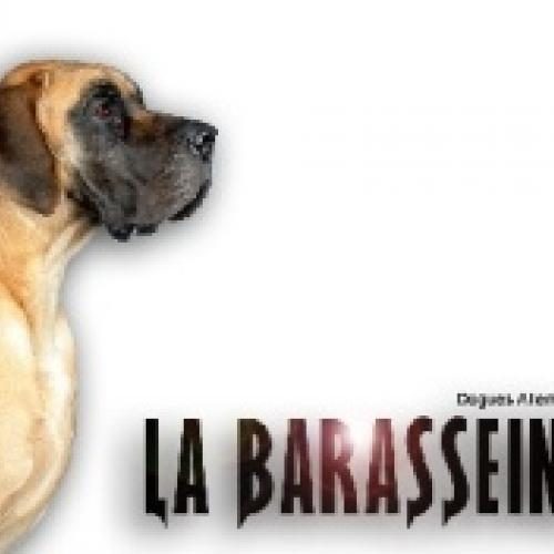 Élevage : dogue allemand