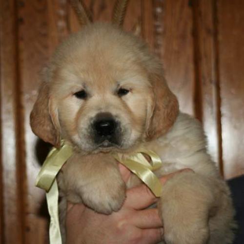 Eleveur : ANTON Alice