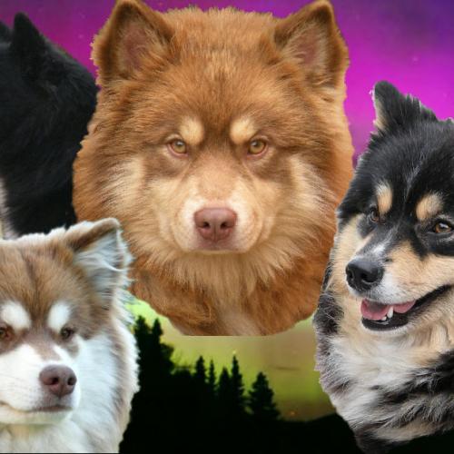 Eleveur : du Pays de l'Aurore Boréale