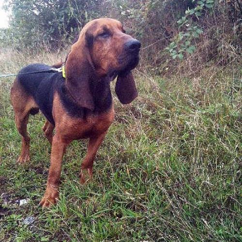 Élevage : bruno st hubert francais