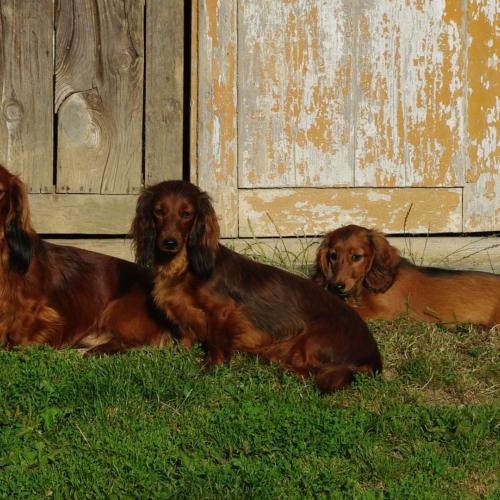 Élevage : de la rosselle