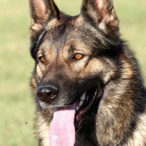 Eleveur : Vom Drachensherzen