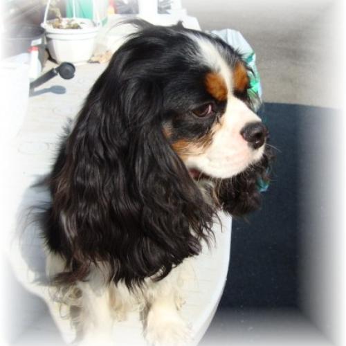 Élevage : cavalier king charles