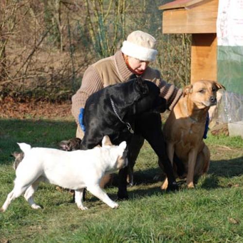 elevage : Bouledogue Cane Corso Chien de Saarloos