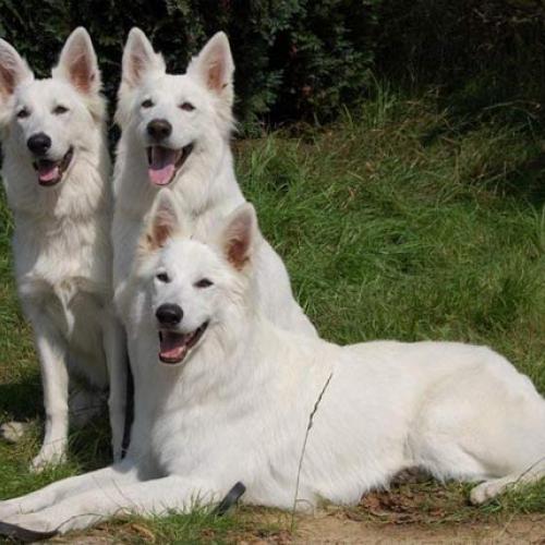 Élevage : berger blanc suisse