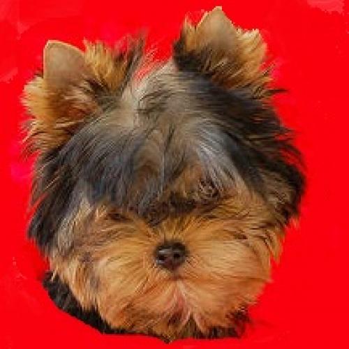 Élevage : yorkshire terrier