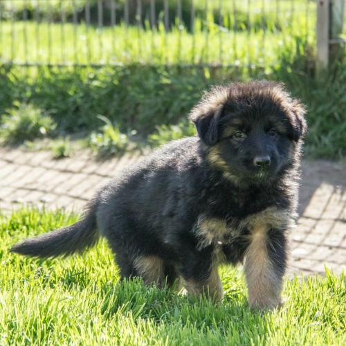 Élevage : berger allemand