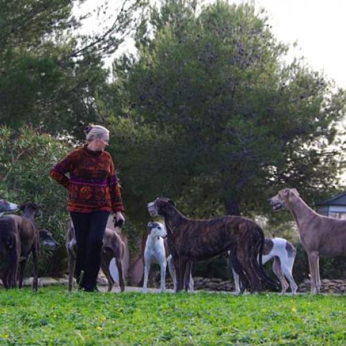 Élevage : greyhound