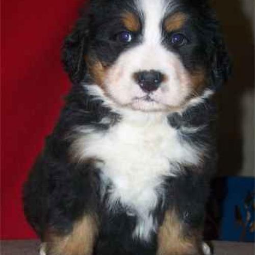 Eleveur : mas sagré sulou