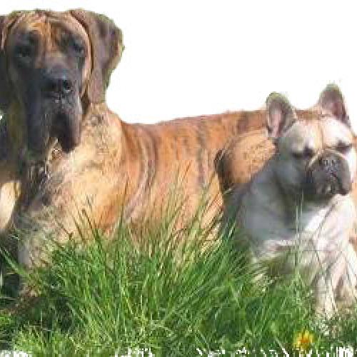 Eleveur : Des Armoiries Aux Têtes d'Or