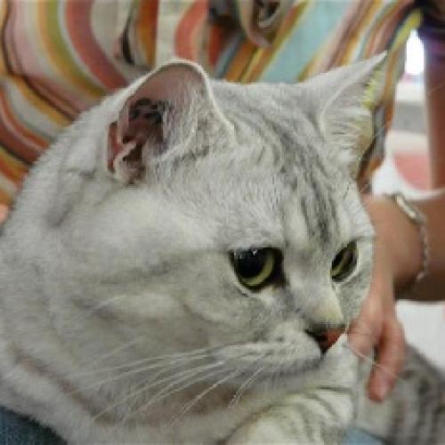 Élevage : british shorthair