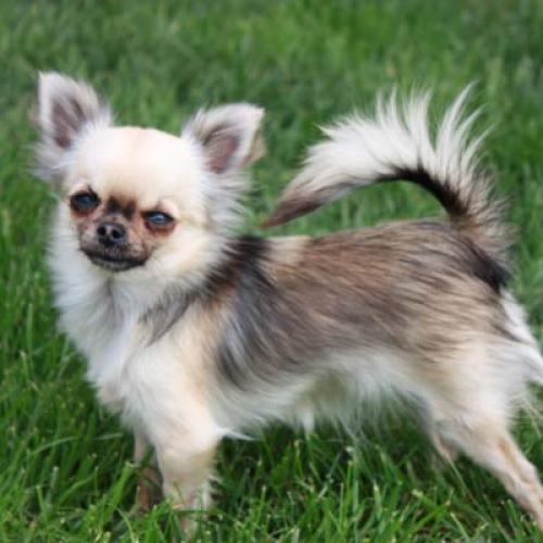 Eleveur : Des Lutins du Golfe