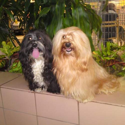 Eleveur de Bichon Havanais LOF