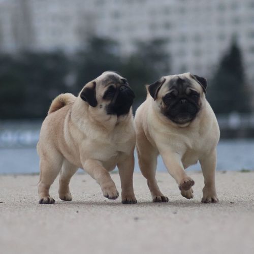 Eleveur : Le val de l'enchanteur