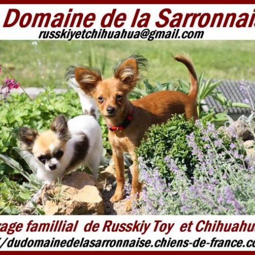 Eleveur : Le Domaine de la Sarronnaise