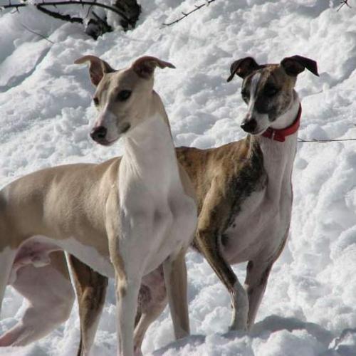 élevage de Whippet - Korthals - Pur sang arabe