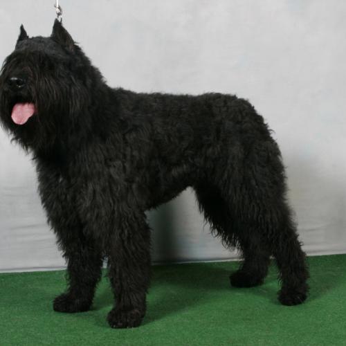 Élevage : bouvier des flandres