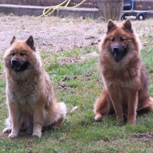 Eleveur : Elevage de Santianyk