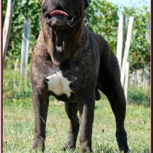 Élevage : cane corso (chien de cour italien)