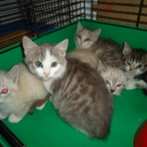 Association : Chat Errant du Montargois