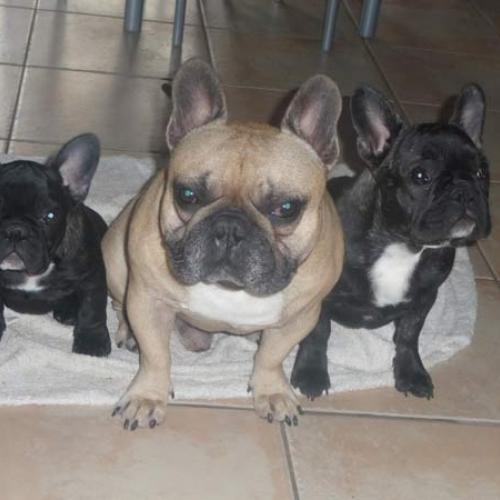 Élevage de bouledogue francais
