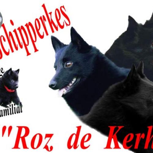 Eleveur : Les schipperkes du Roz de Kerhas