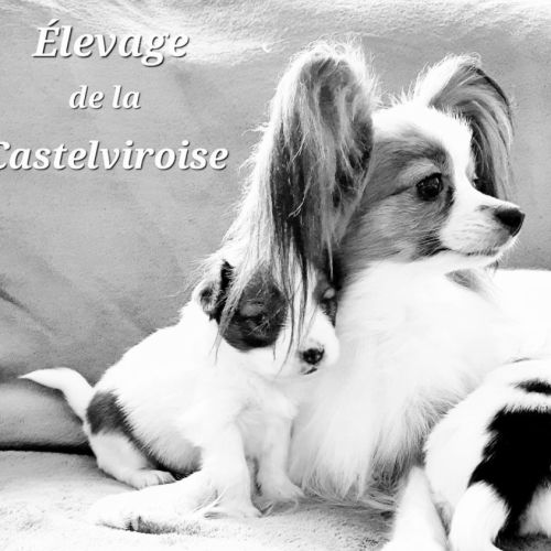 Elevage épagneul nain continental de la castelviro