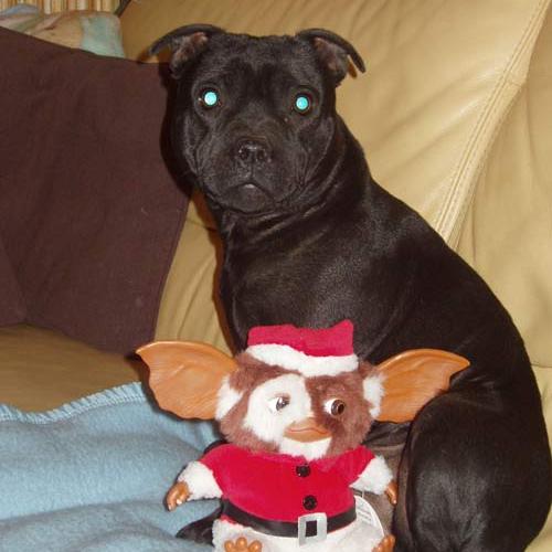 Élevage : staffordshire bull terrier