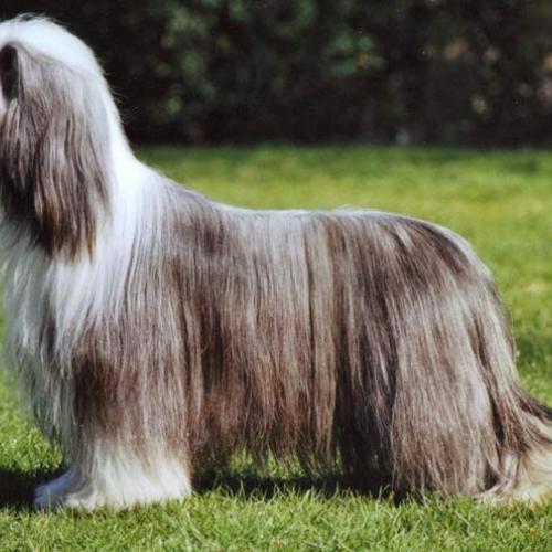 Élevage de bearded collie