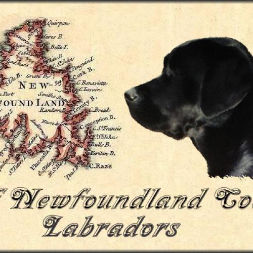 Particulier elevage : Labrador Retriever    