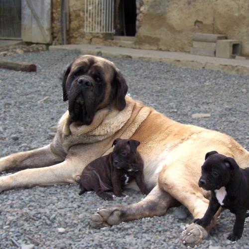 Eleveur : l'Escane Crabe