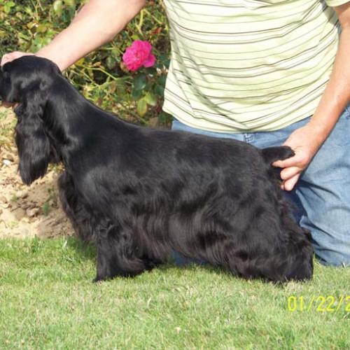 Élevage : cocker spaniel anglais