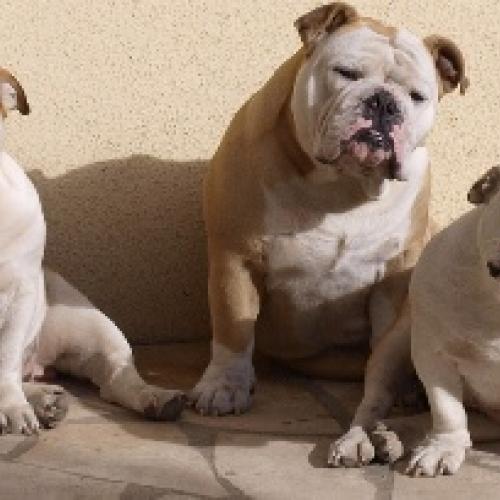 Élevage : bulldog
