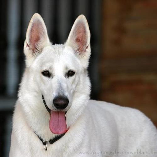 Élevage : berger blanc suisse