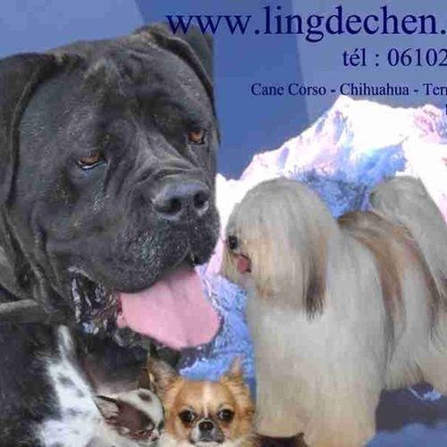 Eleveur : elevage ling dechen