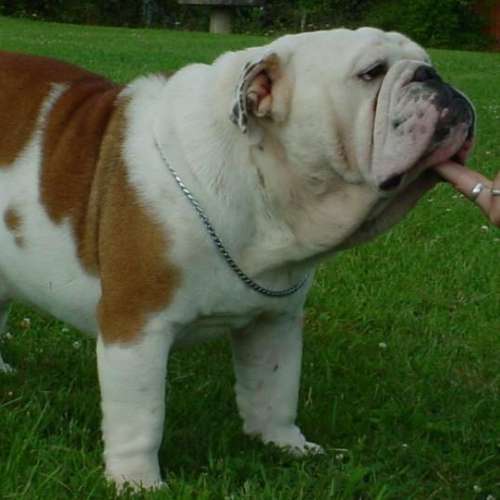 Eleveur : Kingdom-Bulls