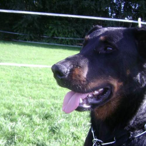 Élevage : berger de beauce - beauceron