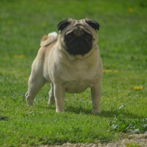 élevage de carlins Avsatys