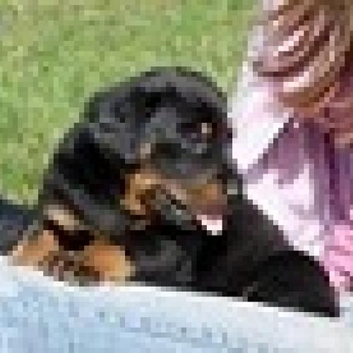 Élevage : berger de beauce - beauceron