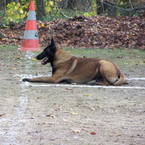 Élevage : berger belge
