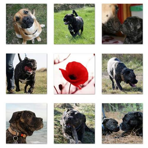 Élevage : dogue de majorque cavalier king charles spaniel